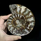 Fósil de Ammonite XL #14 - Miniatura 1