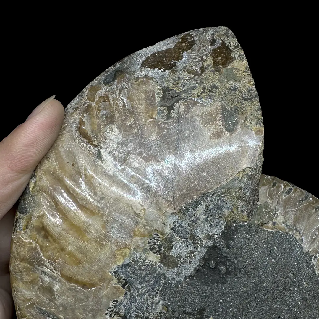 Fósil de Ammonite XL #14 5