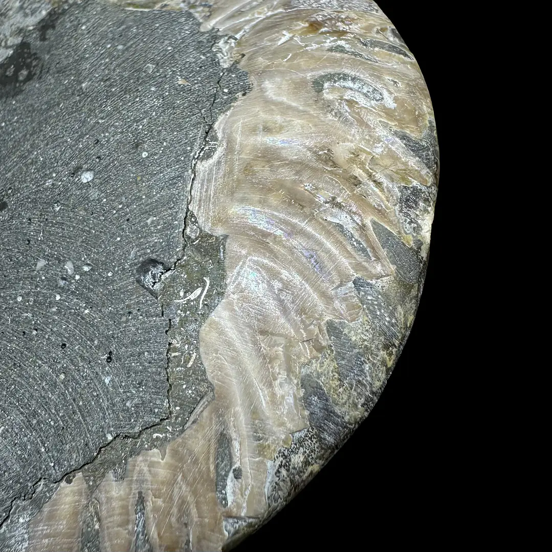 Fósil de Ammonite XL #14 6
