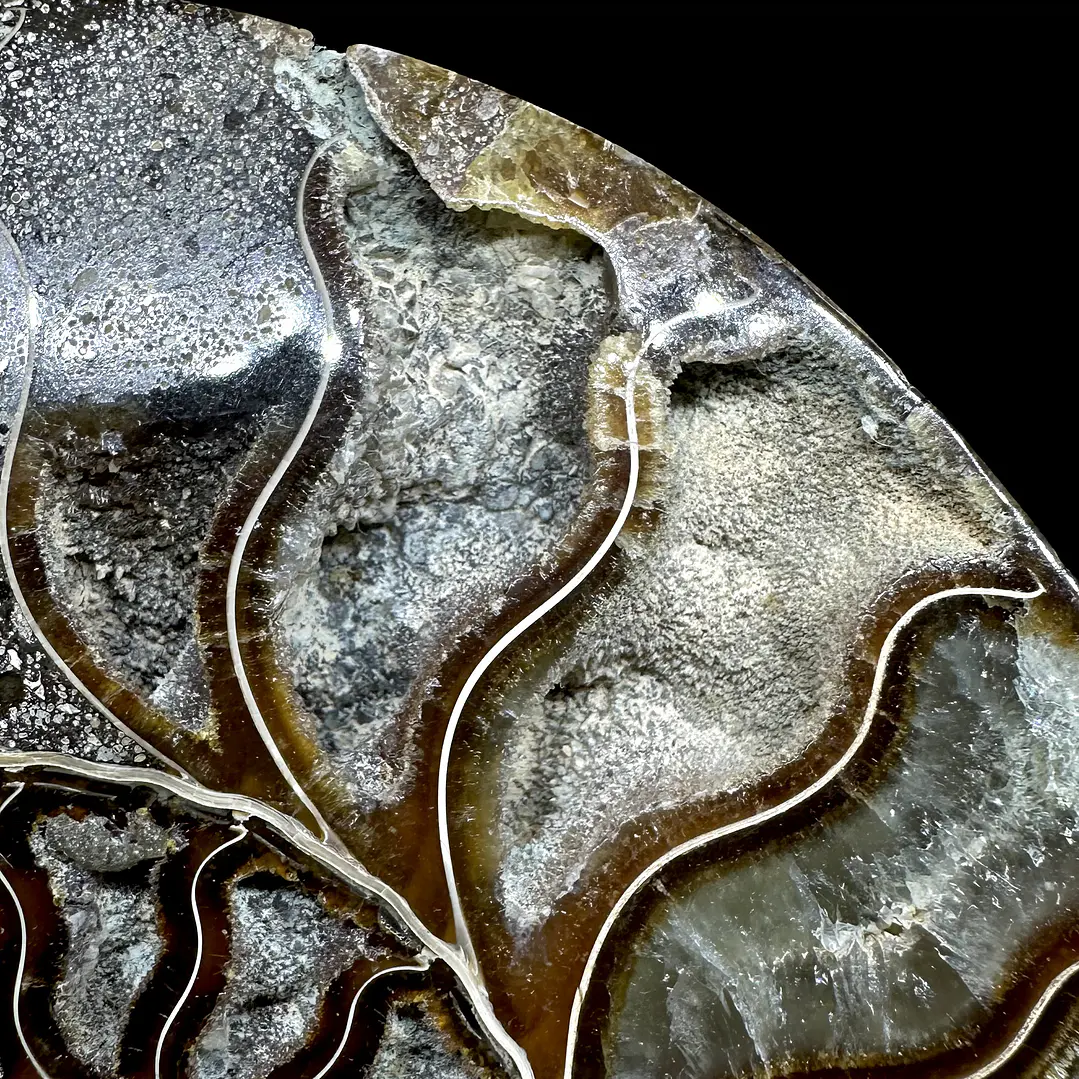 Fósil de Ammonite XL #14 7