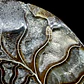 Fósil de Ammonite XL #14 - Miniatura 7