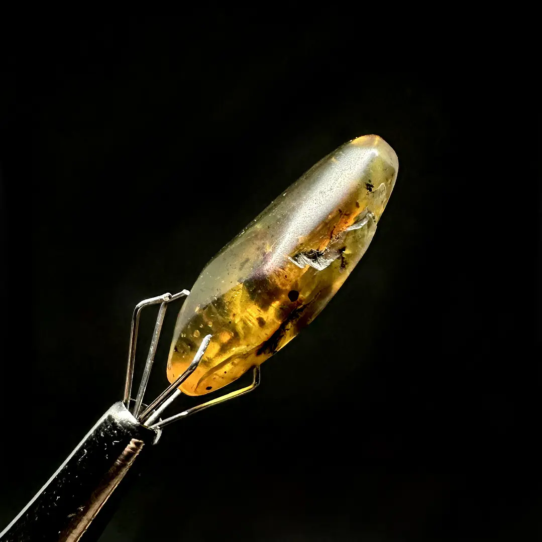 Ámbar con insecto #55 3