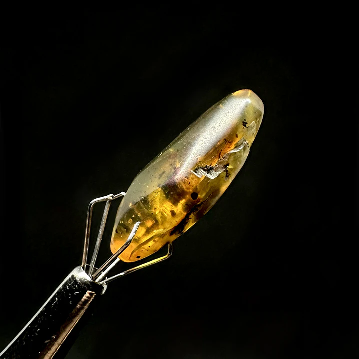 Ámbar con insecto #55 3