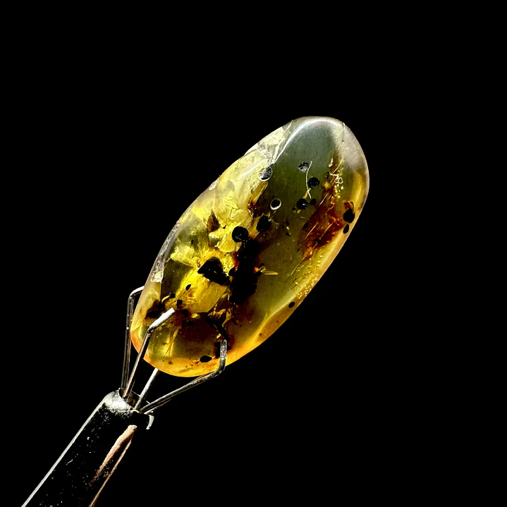 Ámbar con insecto #55 4