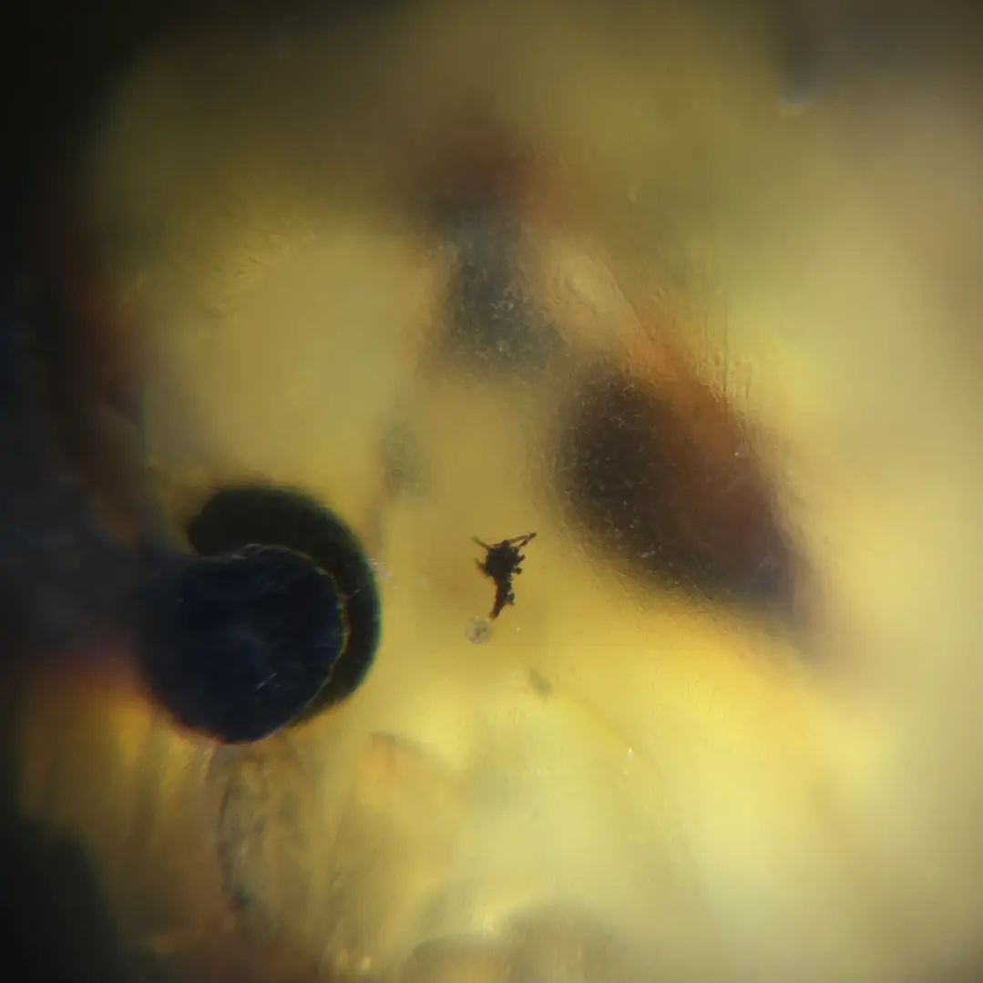 Ámbar con insecto #55 9