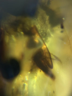Ámbar con insecto #55