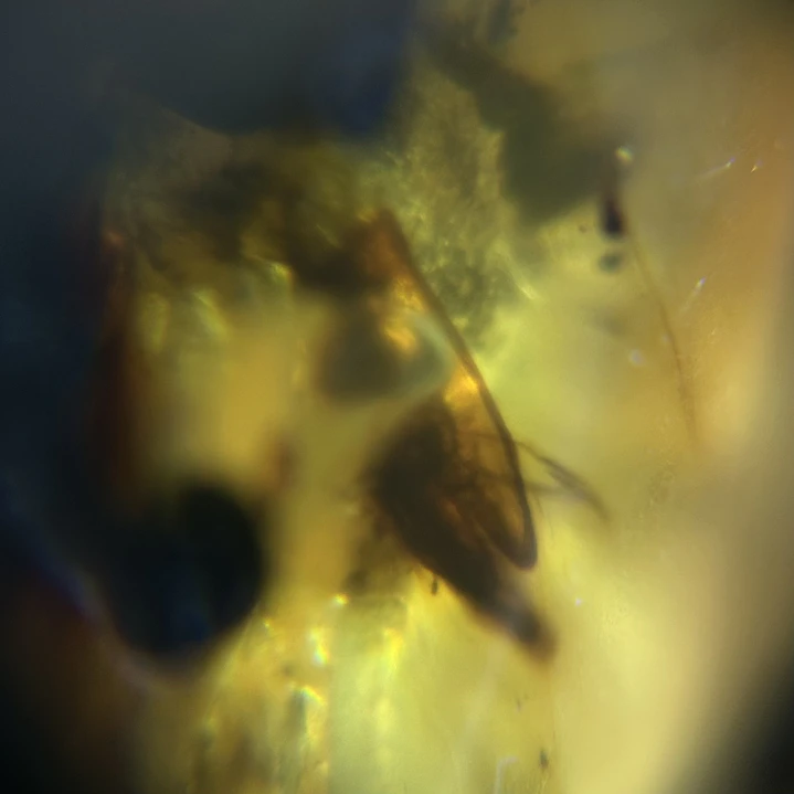 Ámbar con insecto #55 2