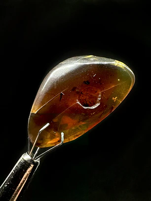 Ámbar con insecto #56