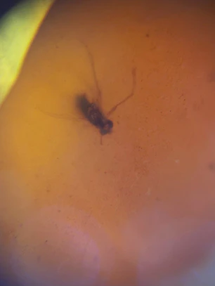 Ámbar con insecto #56