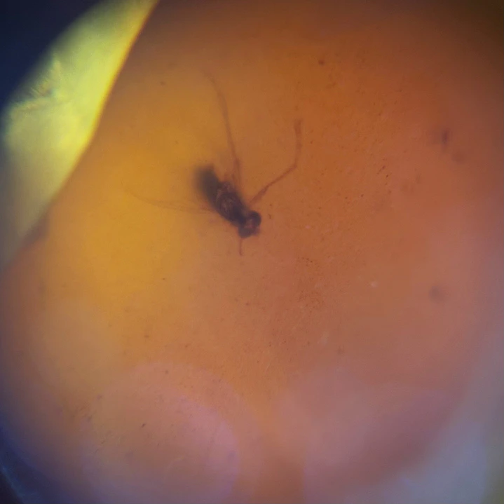 Ámbar con insecto #56 2