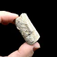 Fósil de Crinoidea #8 - Miniatura 4