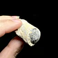 Fósil de Crinoidea #8 - Miniatura 6