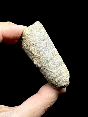 Fósil de Crinoidea #9