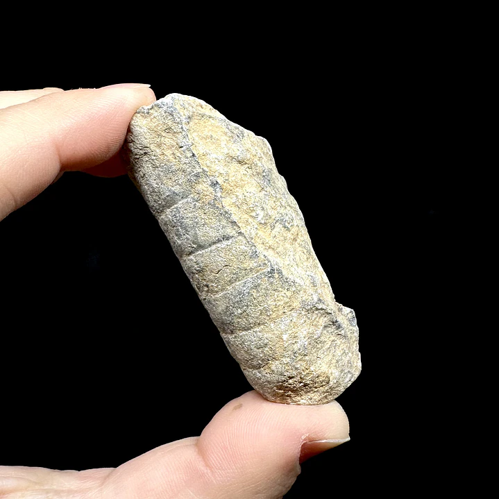 Fósil de Crinoidea #9 1