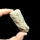 Fósil de Crinoidea #9 - Miniatura 3