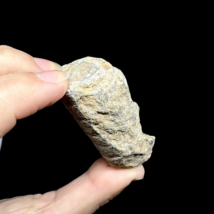 Fósil de Crinoidea #9 5