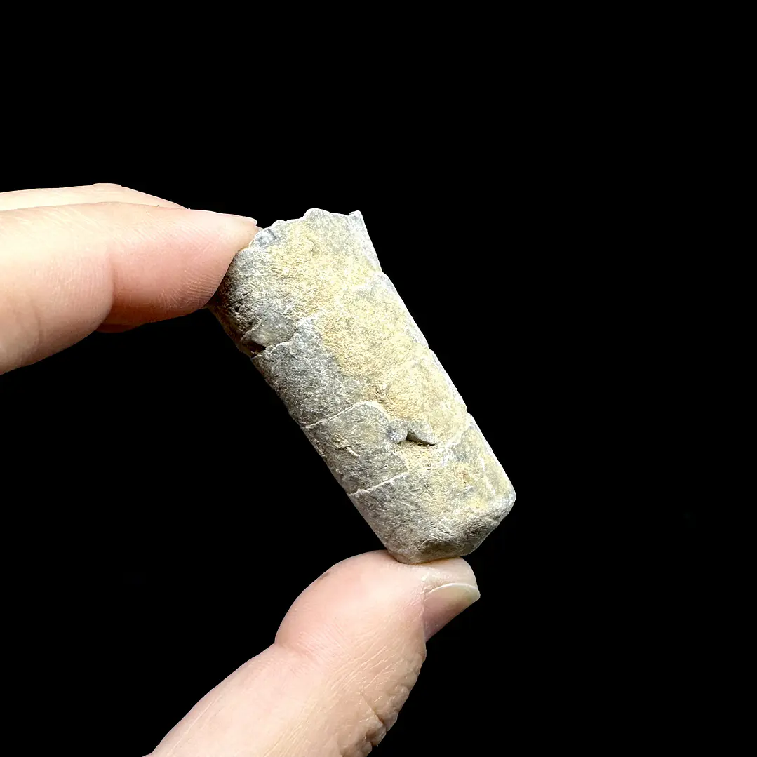 Fósil de Crinoidea #10 3
