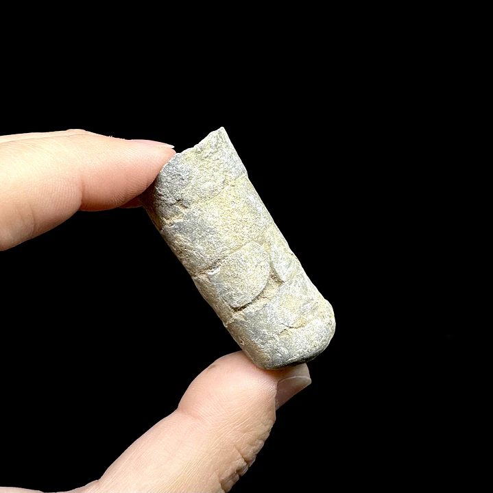 Fósil de Crinoidea #10 4