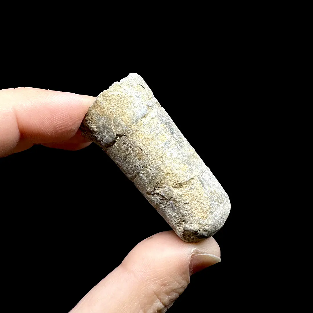 Fósil de Crinoidea #10 5