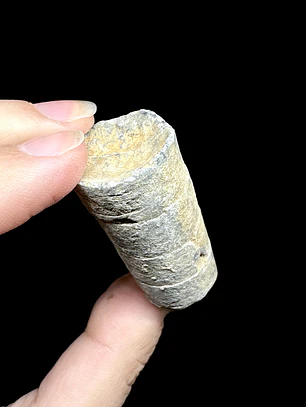 Fósil de Crinoidea #10