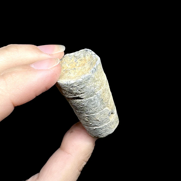 Fósil de Crinoidea #10 2