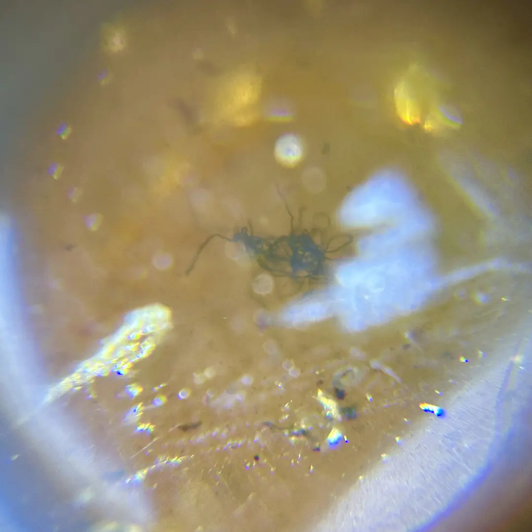 Ámbar con insecto #57 9