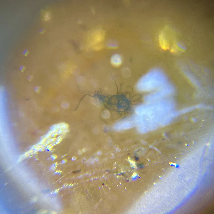 Ámbar con insecto #57 9
