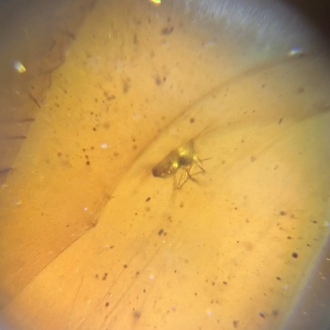 Ámbar con insecto #58 8
