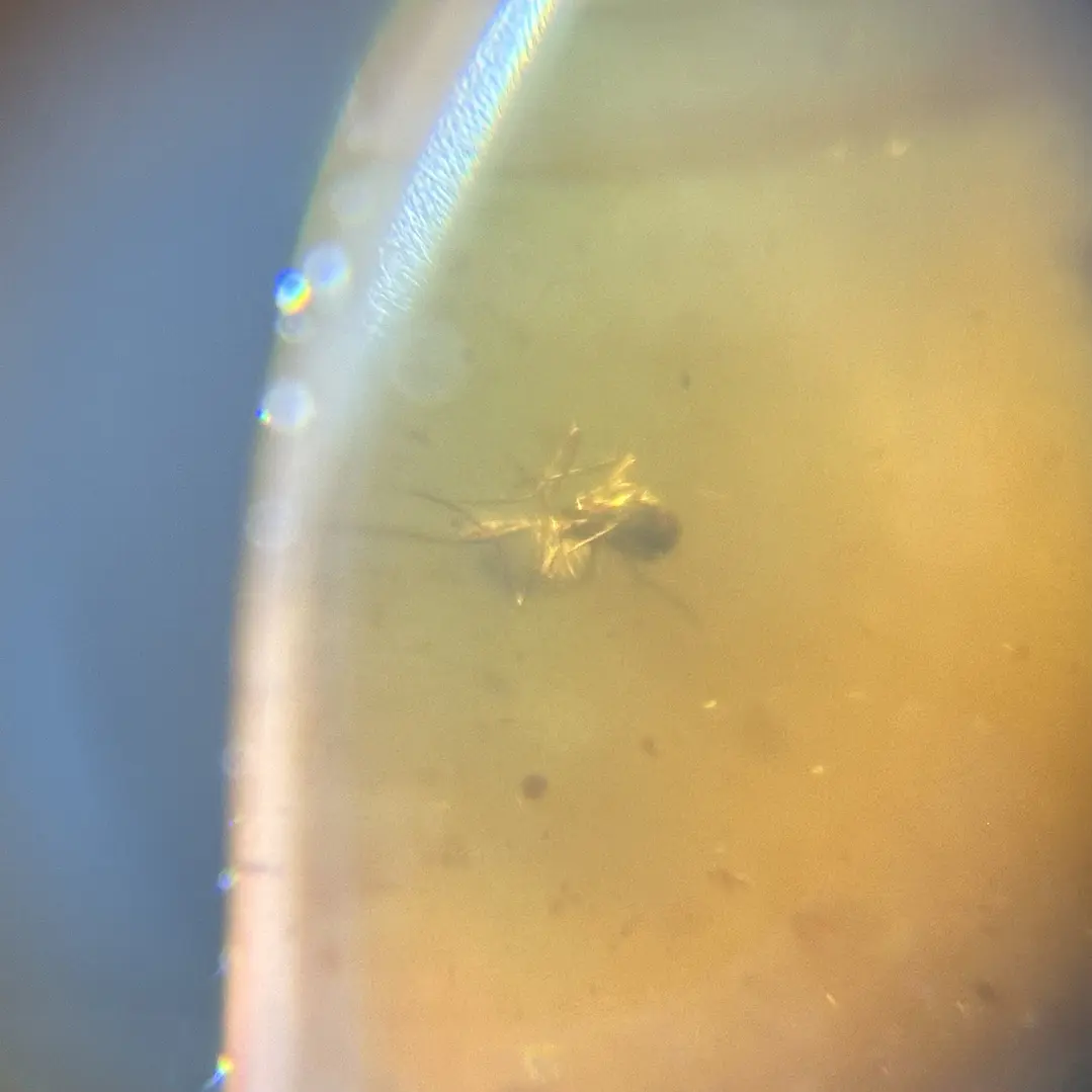 Ámbar con insecto #58 9