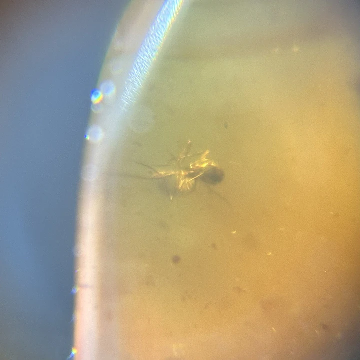 Ámbar con insecto #58 9