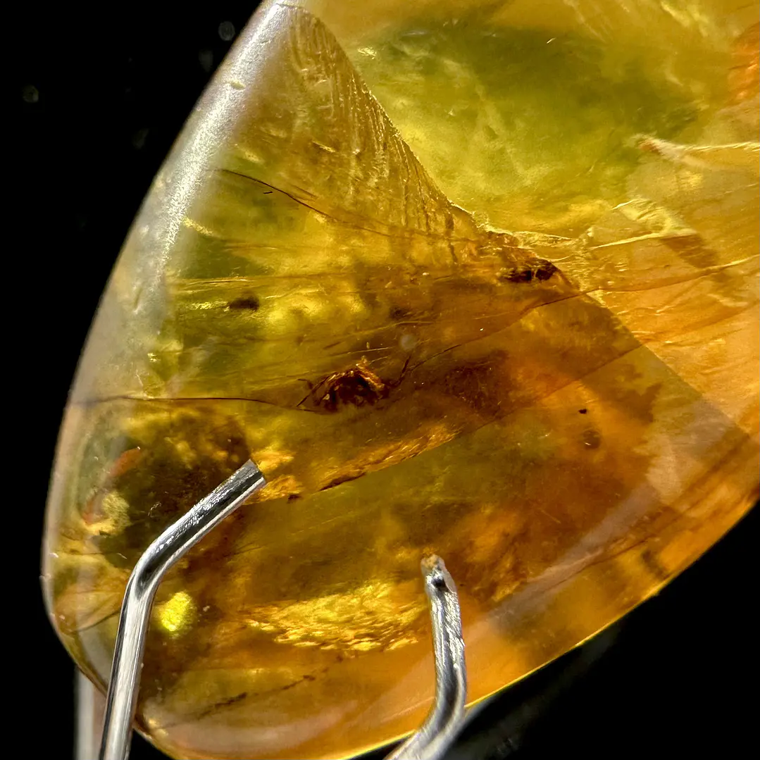 Ámbar con insecto #59 6