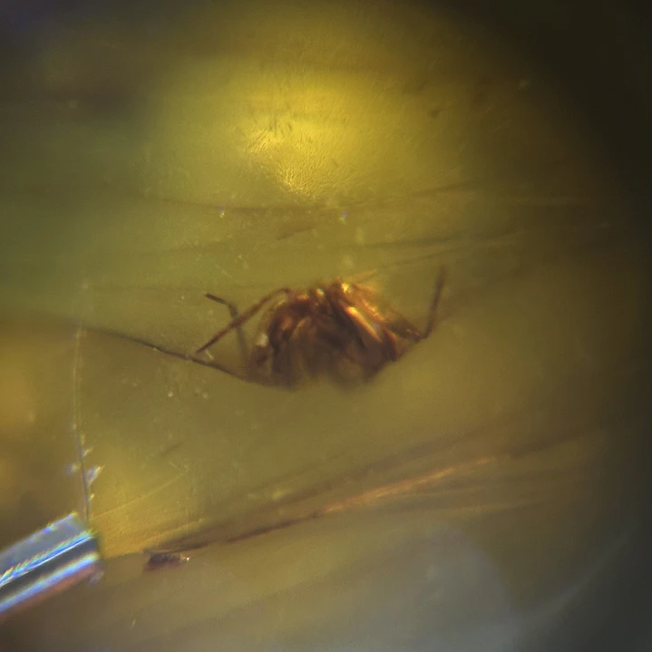Ámbar con insecto #59 8