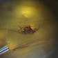 Ámbar con insecto #59 - Miniatura 8
