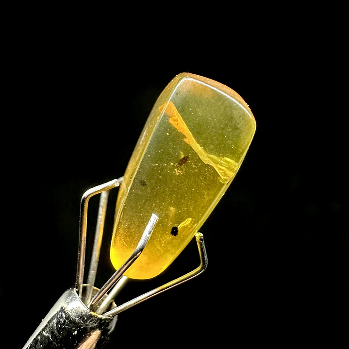 Ámbar con insecto #60 4