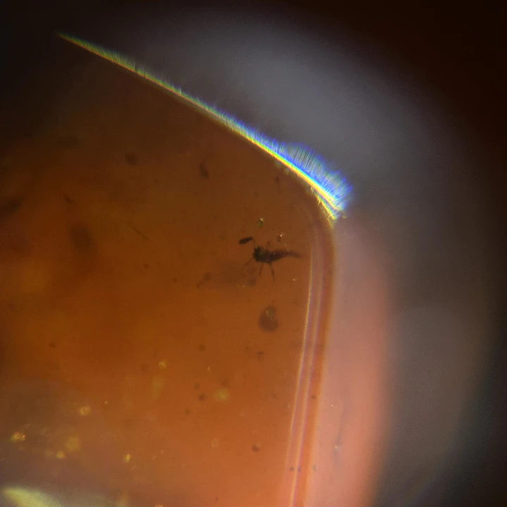 Ámbar con insecto #61 7