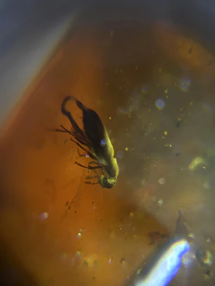 Ámbar con insecto #61