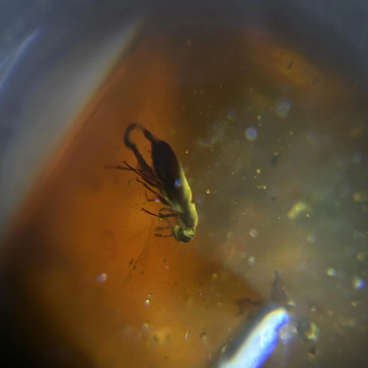 Ámbar con insecto #61 2