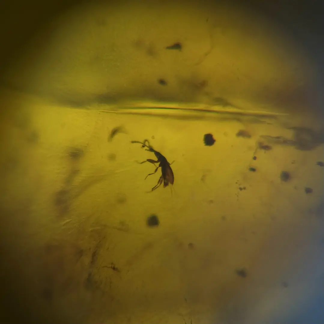 Ámbar con insecto #62 6