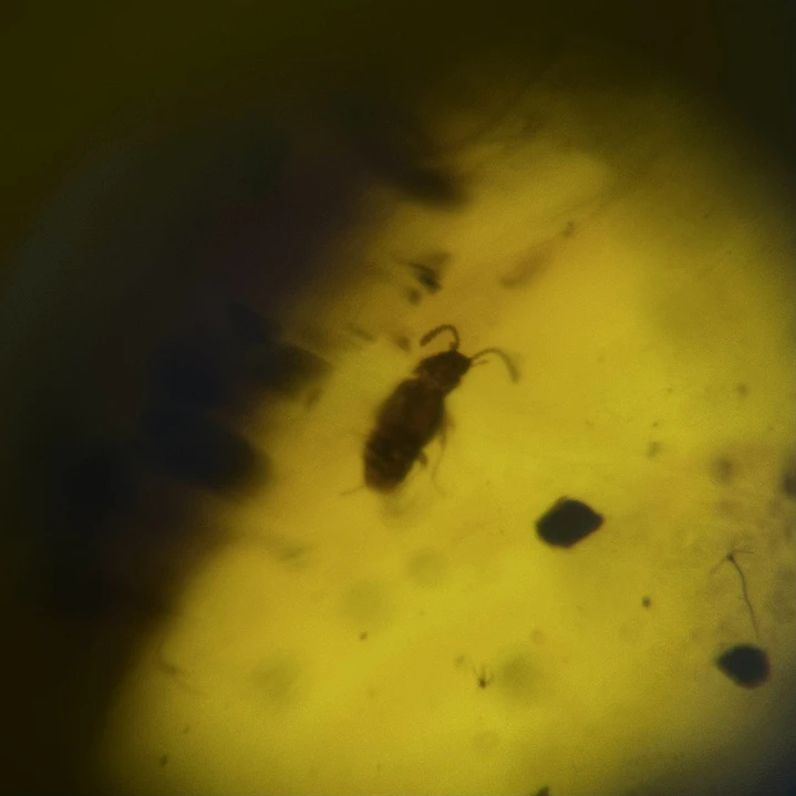 Ámbar con insecto #62 7