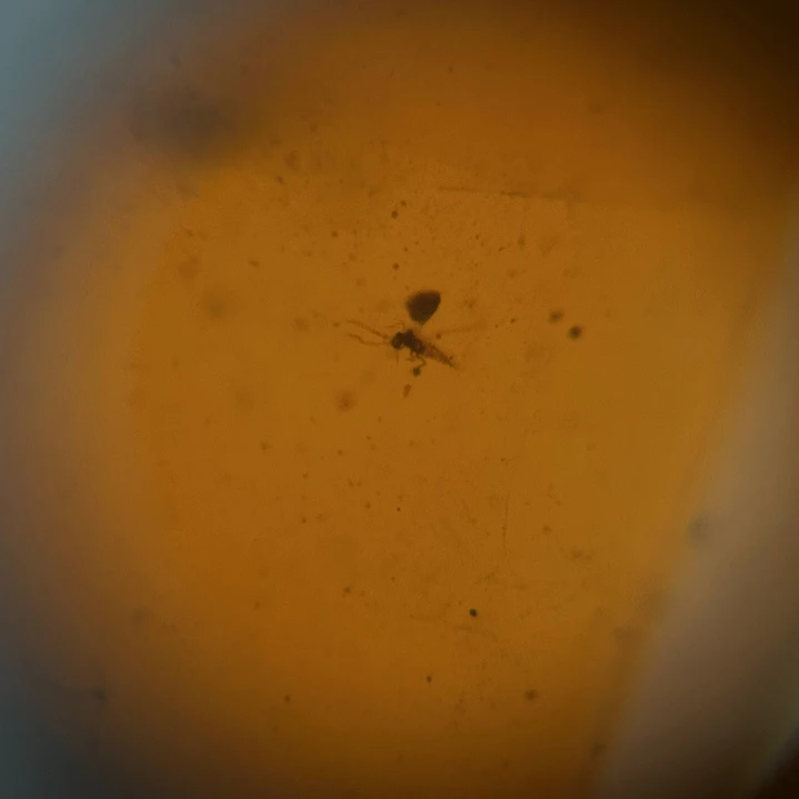 Ámbar con insecto #63 6