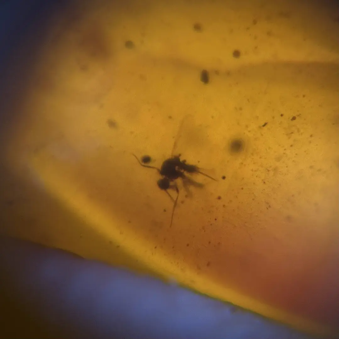 Ámbar con insecto #63 7