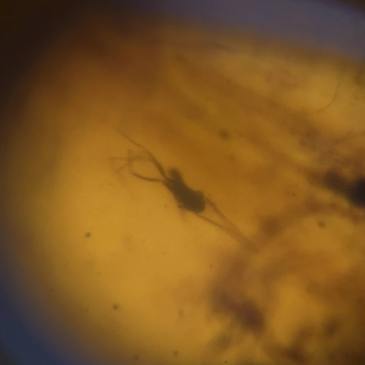 Ámbar con insecto #63 8
