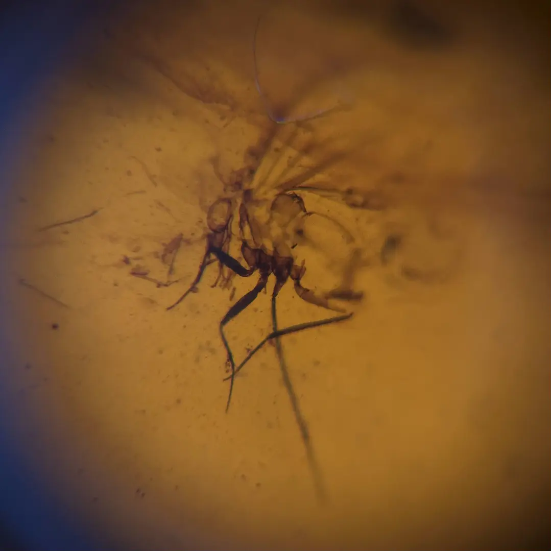Ámbar con insecto #63 2
