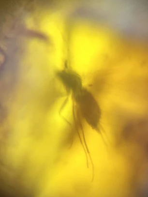 Ámbar con insecto #64
