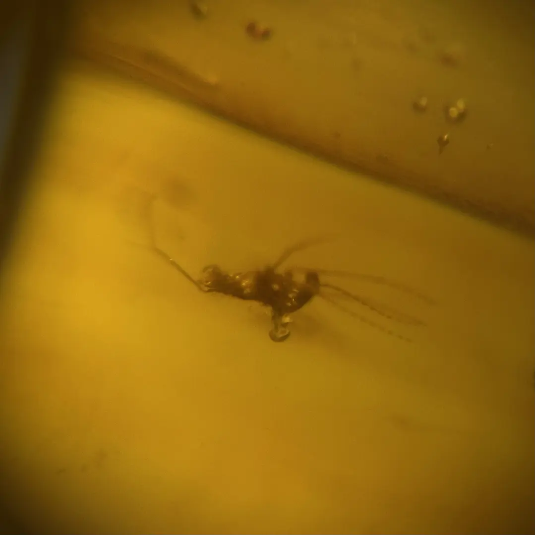 Ámbar con insecto #65 10