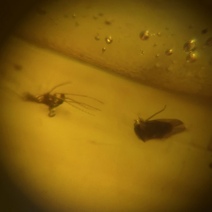 Ámbar con insecto #65 9