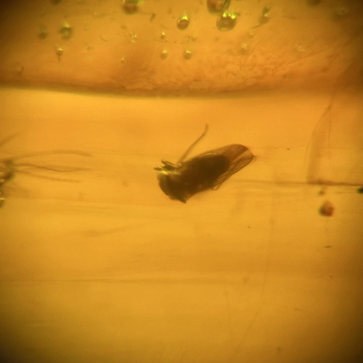 Ámbar con insecto #65 11