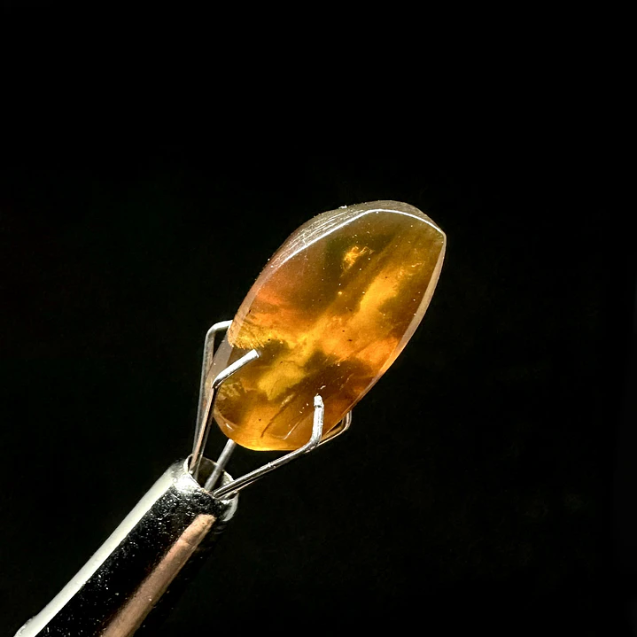 Ámbar con insecto #66 1