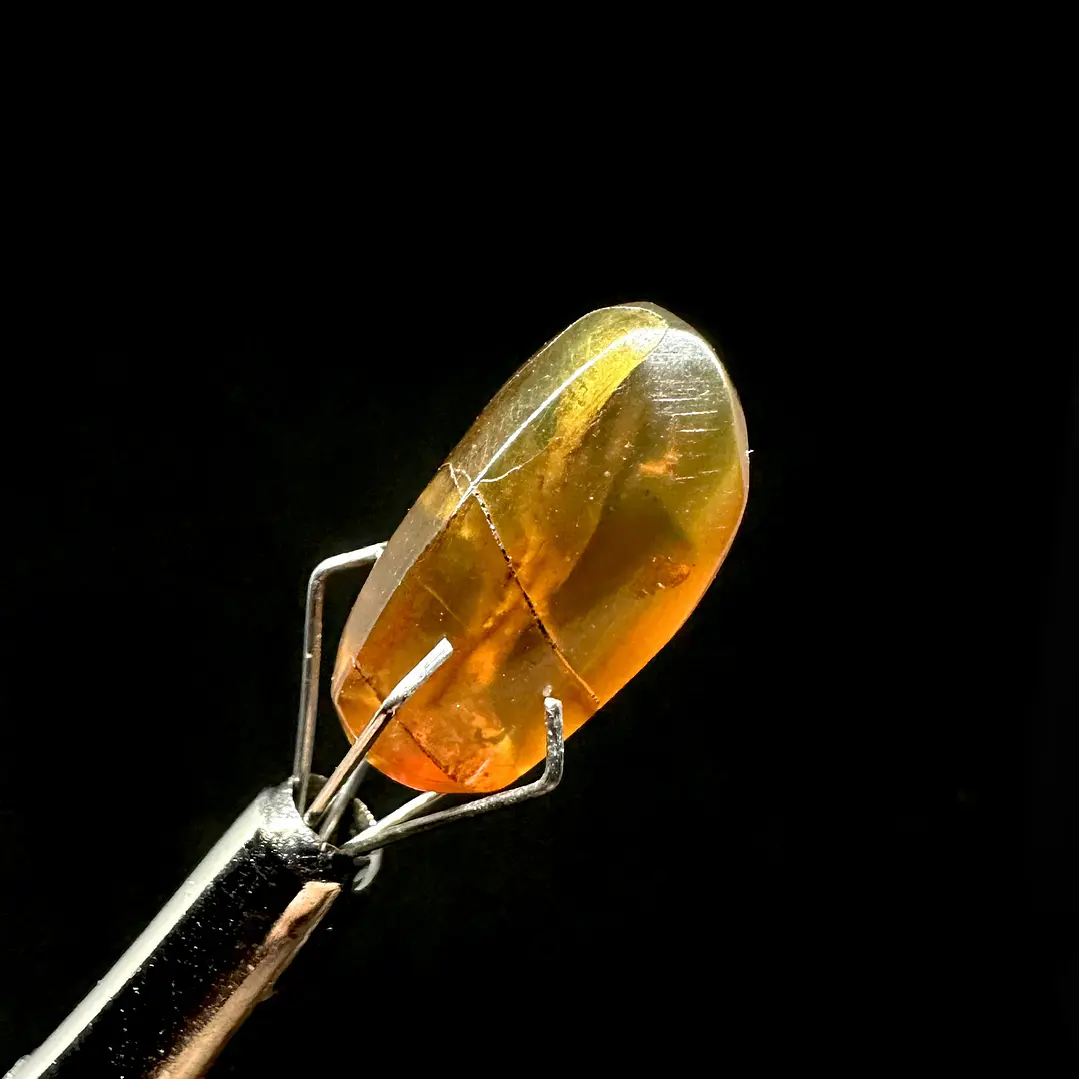 Ámbar con insecto #66 4