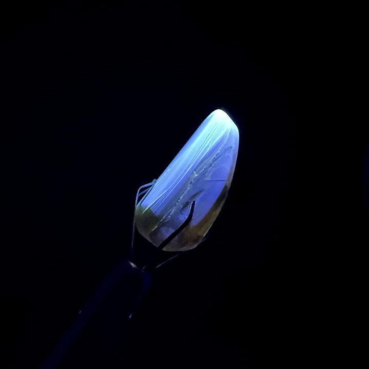 Ámbar con insecto #66 8